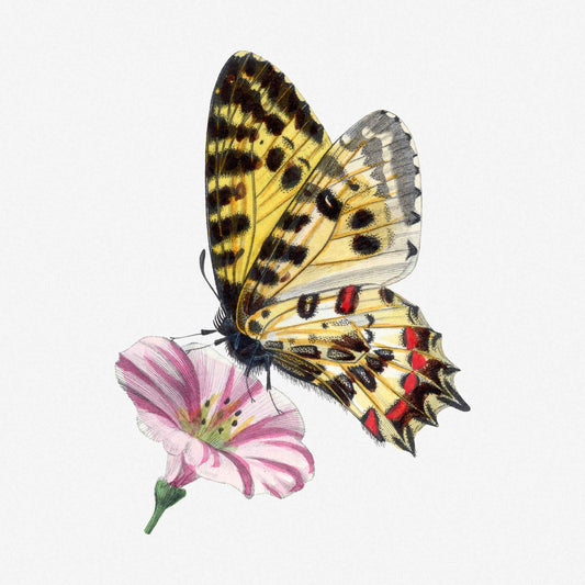 Retro Eclectic Celestial Botanical Art Print Set - 3 Pack Digital Download.