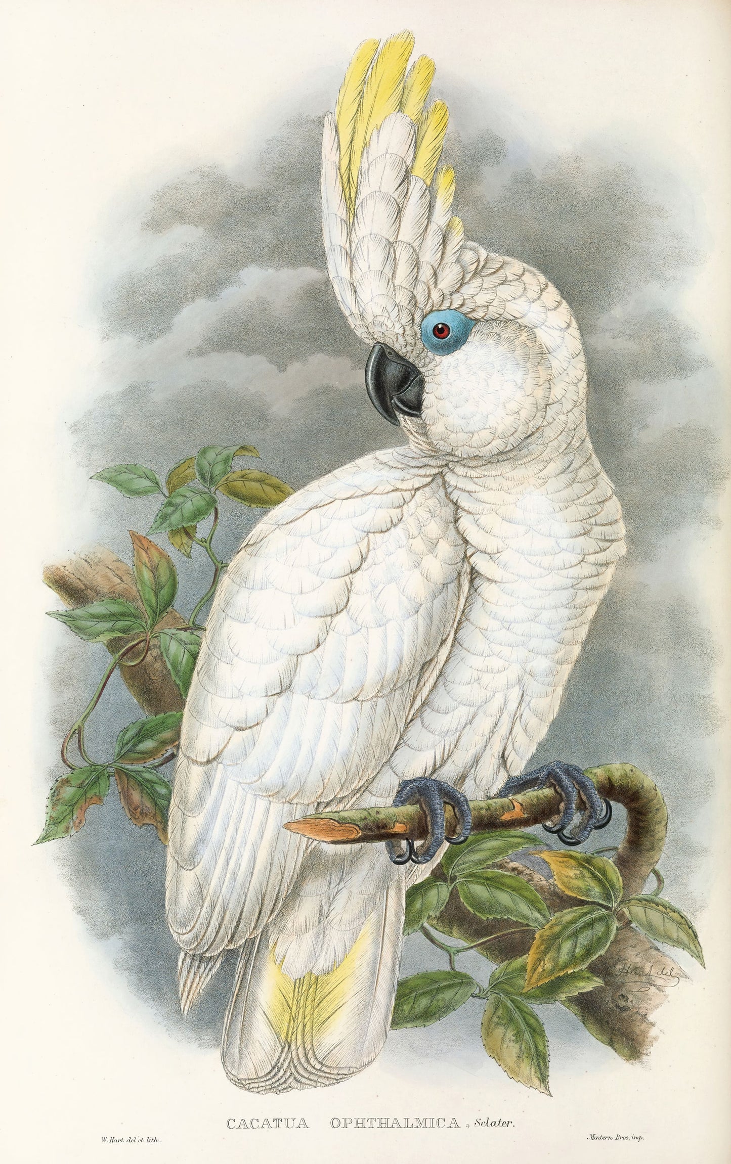 Illustration of a white cockatoo perched on a branch with leaves.