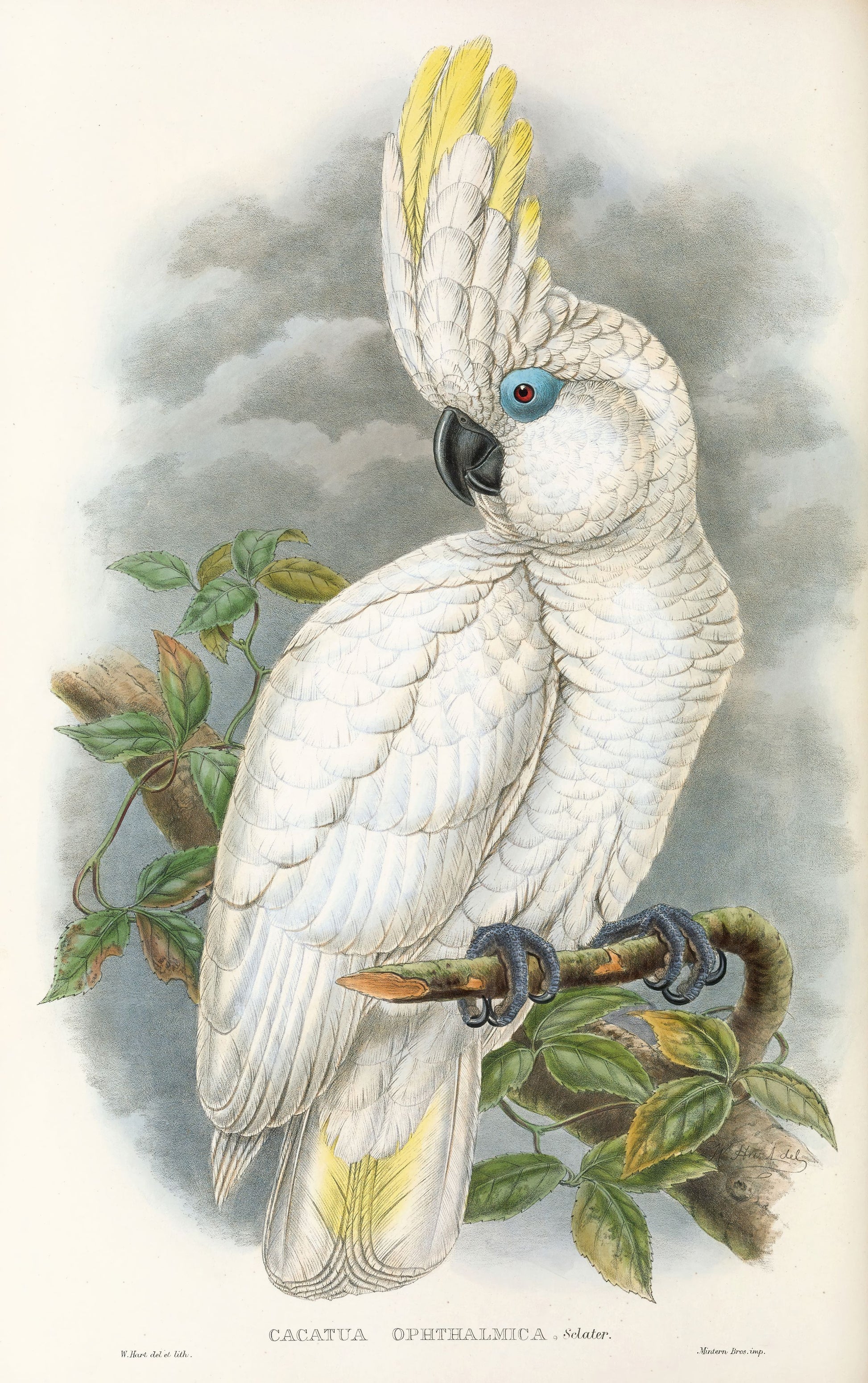Illustration of a white cockatoo perched on a branch with leaves.